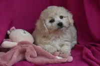 Chica, a female Bichpoo for sale in Eldorado, OH – 3 of 4