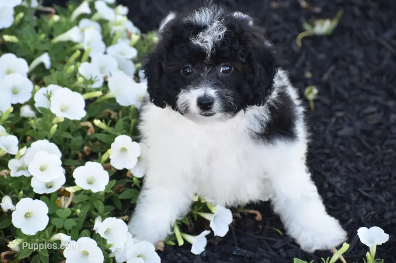 Mr. Dane – Bichpoo puppy for sale in Eldorado, OH