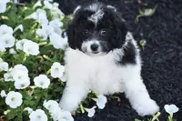 Mr. Dane, a male Bichpoo for sale in Eldorado, OH – 1 of 4