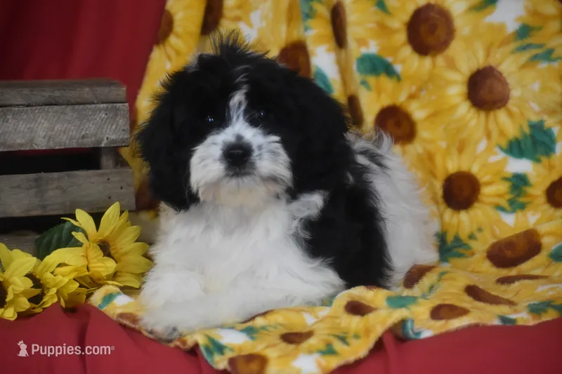 Reese – Cavachon puppy for sale in Eldorado, OH