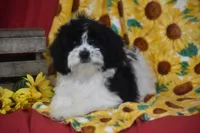Reese, a male Cavachon for sale in Eldorado, OH – 1 of 4