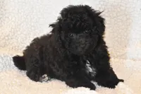 Petunia, a female Bichpoo for sale in Eldorado, OH – 3 of 3