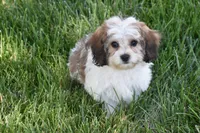 Duggar, a male Cavachon for sale in Eldorado, OH – 4 of 5