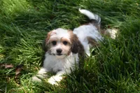 Davey, a male Cavachon for sale in Eldorado, OH – 3 of 6