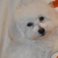 Percy, a male Poochon for sale in Eldorado, OH – Photo 2 of 4