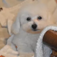 Percy, a male Poochon for sale in Eldorado, OH – Photo 4 of 4