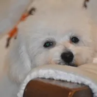 Percy, a male Poochon for sale in Eldorado, OH – Photo 3 of 4