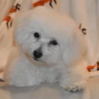 Percy, a male Poochon for sale in Eldorado, OH – Photo 1 of 4