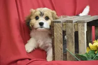 Boston, a male Cavachon for sale in Eldorado, OH – 2 of 3
