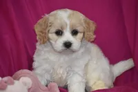 Peaches, a female Cavachon for sale in Eldorado, OH – Photo 2 of 3