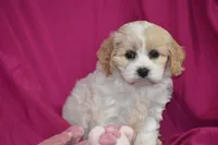Peaches, a female Cavachon for sale in Eldorado, OH – Photo 3 of 3