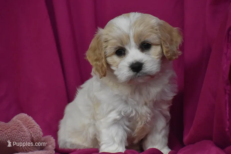 Peaches – Cavachon puppy for sale in Eldorado, OH