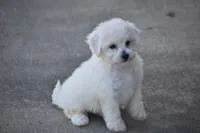 Bunny, a female Bichpoo for sale in Eldorado, OH – 5 of 5