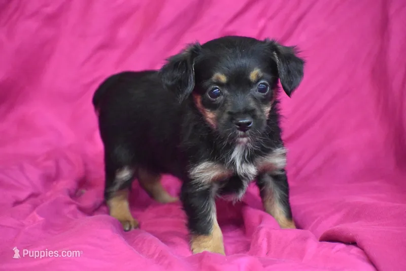 Miss Tinkerbelle – Yorkipoo puppy for sale in Eldorado, OH