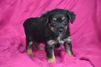 Miss Tinkerbelle, a female Yorkipoo for sale in Eldorado, OH – 1 of 3
