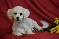 Mac, a male Bichon Frise for sale in Eldorado, OH – Photo 2 of 2