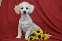 Mac, a male Bichon Frise for sale in Eldorado, OH – Photo 1 of 2