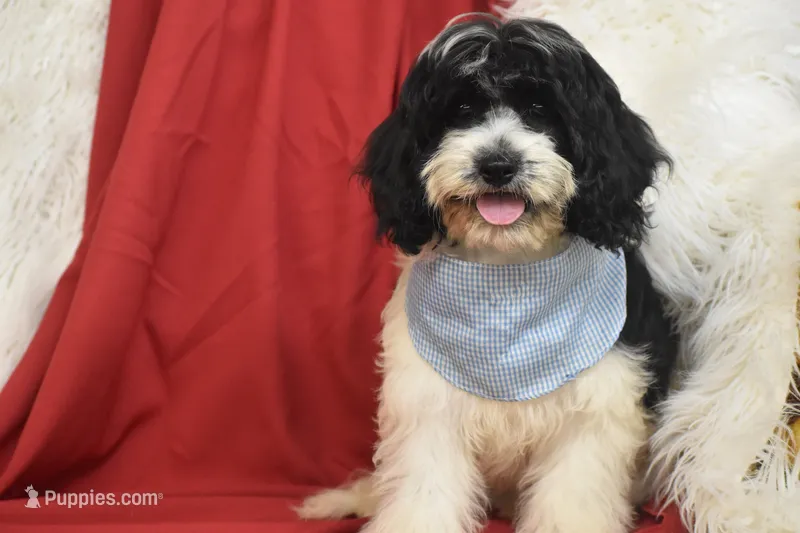 Reese – Cavachon puppy for sale in Eldorado, OH