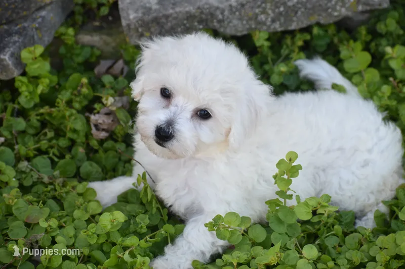 Bunny – Bichpoo puppy for sale in Eldorado, OH