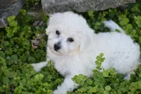 Bunny, a female Bichpoo for sale in Eldorado, OH – 1 of 5