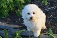 Luke, a male Bichon Frise for sale in Eldorado, OH – Photo 3 of 4