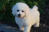 Luke, a male Bichon Frise for sale in Eldorado, OH – Photo 2 of 4
