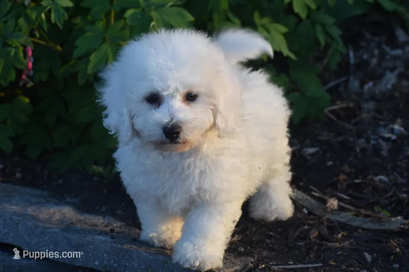 Luke – Bichon Frise puppy for sale in Eldorado, OH
