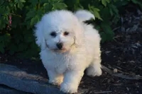 Luke, a male Bichon Frise for sale in Eldorado, OH – Photo 1 of 4