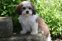 Duggar, a male Cavachon for sale in Eldorado, OH – 4 of 5