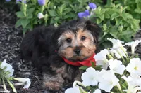 Tucker, a male Yorkshire Terrier for sale in Eldorado, OH – 3 of 4