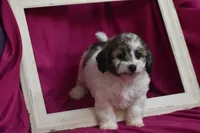 Chi chi, a female Bichpoo for sale in Eldorado, OH – 4 of 4
