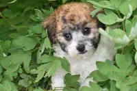 Polly, a female Bichpoo for sale in Eldorado, OH – 1 of 4