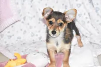 Foxy, a female Yorkipoo for sale in Eldorado, OH – Photo 2 of 3