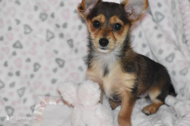 Foxy – Yorkipoo puppy for sale in Eldorado, OH