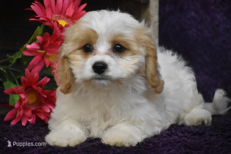 Dolly – Cavachon puppy for sale in Eldorado, OH