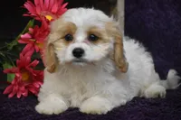 Dolly, a female Cavachon for sale in Eldorado, OH – 1 of 4