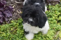 Lasso, a male Cavachon for sale in Eldorado, OH – 4 of 4