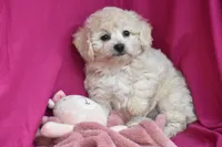 Chica, a female Bichpoo for sale in Eldorado, OH – 2 of 4