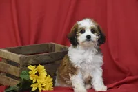 Buttons, a male Cavachon for sale in Eldorado, OH – 3 of 4
