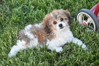 Banjo, a male Cavachon for sale in Eldorado, OH – 5 of 5