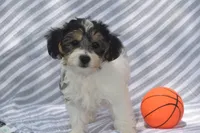 Moose, a male Yorkipoo for sale in Eldorado, OH – 2 of 2