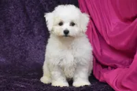 Cookie, a female Bichon Frise for sale in Eldorado, OH – 3 of 3