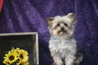 Abe , a male Yorkshire Terrier for sale in Eldorado, OH – 2 of 3