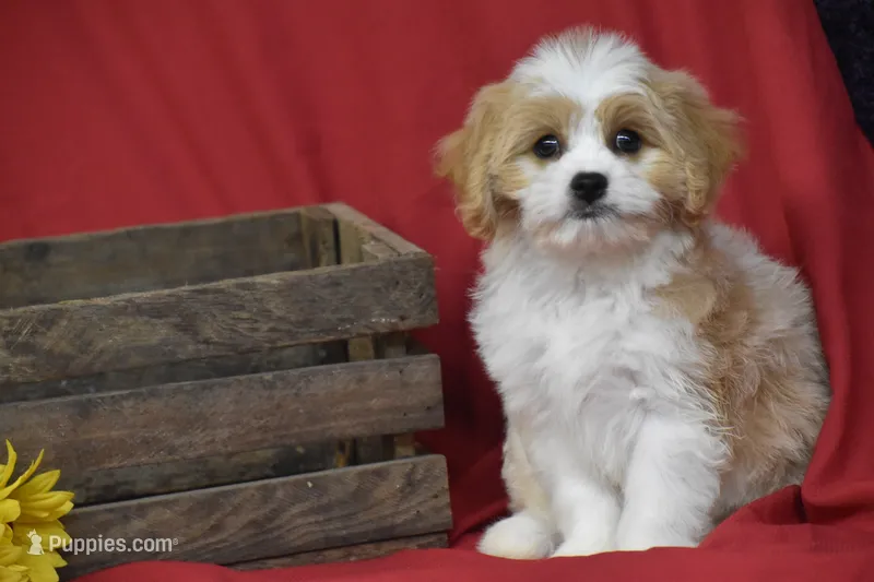 Sunny Boy – Cavachon puppy for sale in Eldorado, OH