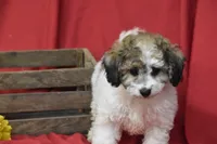 Chi chi, a female Bichpoo for sale in Eldorado, OH – 3 of 3