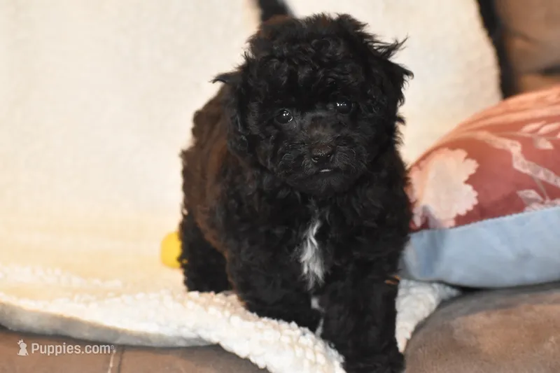 Petunia – Bichpoo puppy for sale in Eldorado, OH