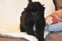 Petunia, a female Bichpoo for sale in Eldorado, OH – 1 of 3