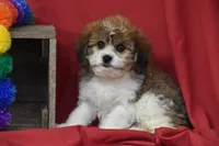 Banjo, a male Cavachon for sale in Eldorado, OH – 2 of 5