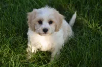 Mason, a male Cavachon for sale in Eldorado, OH – 4 of 4