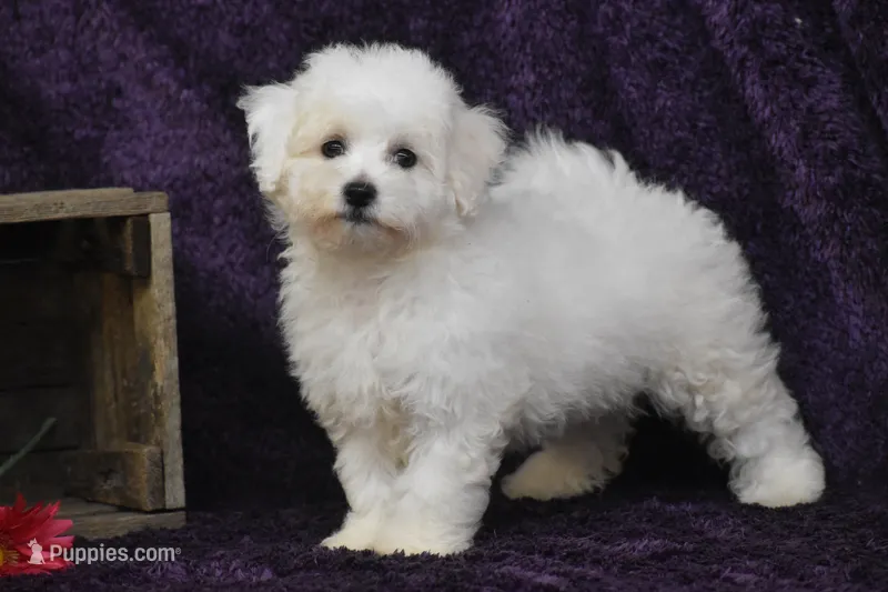 Cookie – Bichon Frise puppy for sale in Eldorado, OH